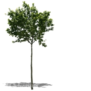 cut out small maple tree