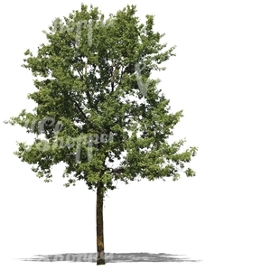 cut out deciduous tree