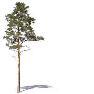 cut out tall pine tree