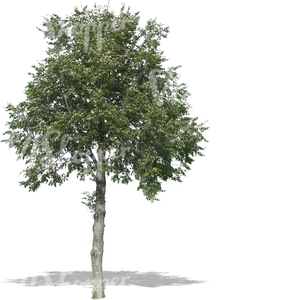 cut out big deciduous tree