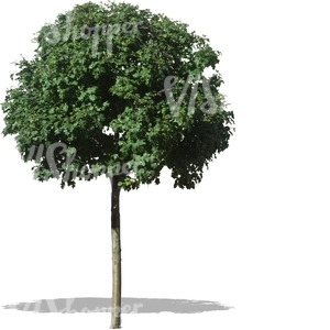 cut out small round tree