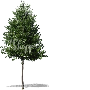 cut out young linden tree