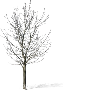 cut out bare tree