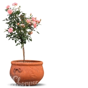 cut out rose tree in a pot