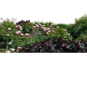 foreground with plants and flowers