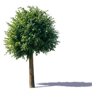 linden tree with a round crown