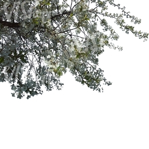 branch of a blooming cherry tree