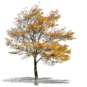 autumn tree with yellow leaves