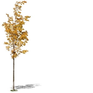 small linden tree with yellow leaves