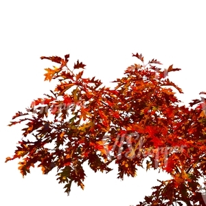 maple branch with red leaves