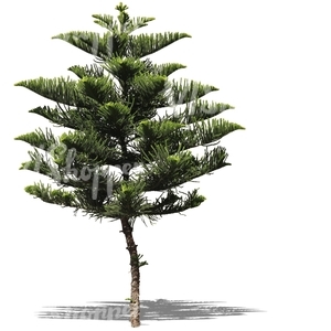 cut out evergreen tree