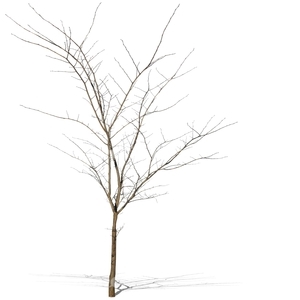 small leafless tree