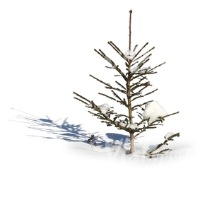 small spruce covered in snow