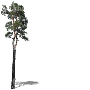 cut out tall pine tree