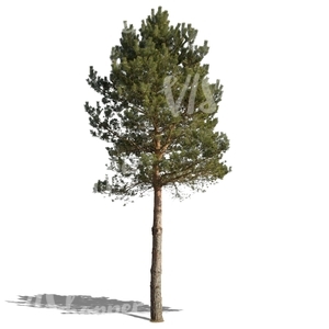 cut out medium size pine tree