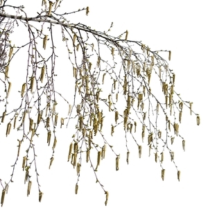 branch of birch tree with catkins