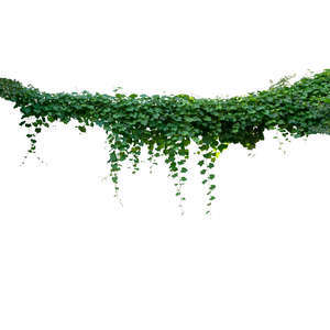 cut out hanging vine