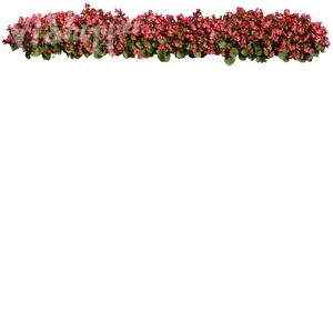 line of red flowers