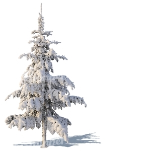 spruce covered with snow