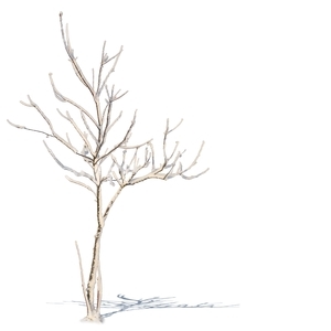 small leafless tree with snow 