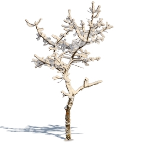 small leafless winter tree
