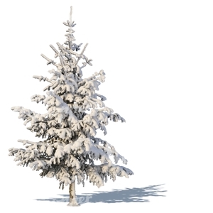 medium snow-covered spruce