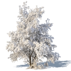 winter tree with a big snowy crown