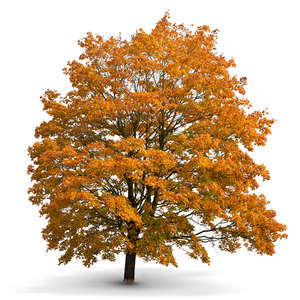 big maple tree in autumn