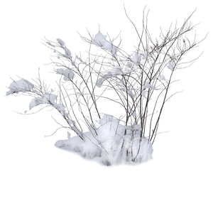 leafless bush covered with snow