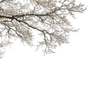 winter tree branch covered with snow