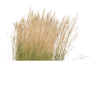 tuft of thick grass