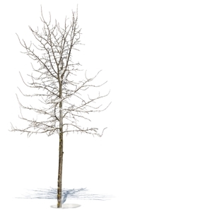 leafless tree covered with snow