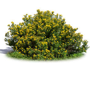 blooming yellow tundra rose 