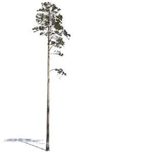 tall pine tree with a little snow