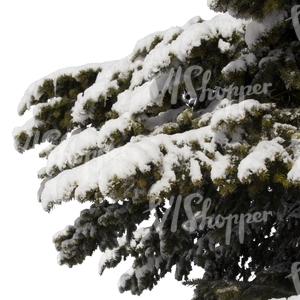 spruce branch covered with snow
