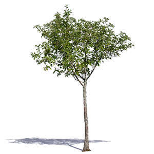 small deciduous tree