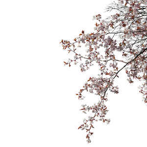 blooming cherry tree branch