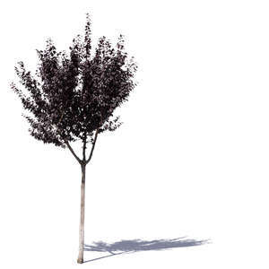 small purple plum tree