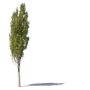 small cone shaped tree in sunlight