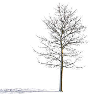 sidelit winter tree