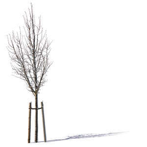 small winter tree with support crate