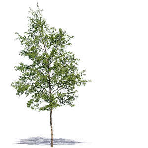 medium size deciduous tree