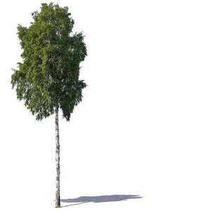 tall birch tree