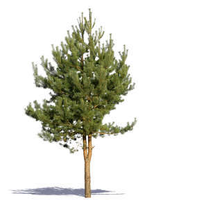 cut out small pine tree