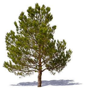 cut out medium pine tree