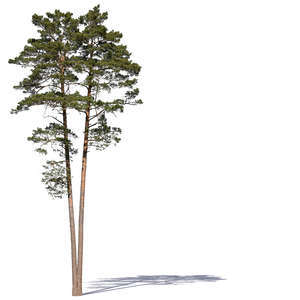 cut out two pine trees in sunlight