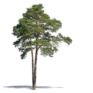 cut out pine tree