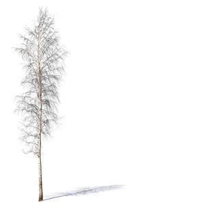 leafless birch tree