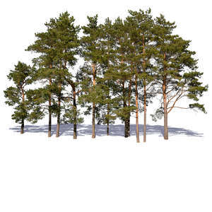 group of pines