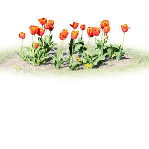 red tulips blooming